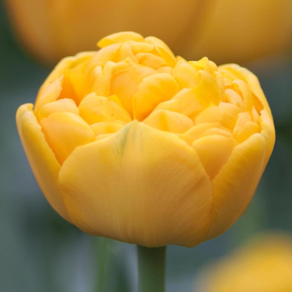 Tulip Yellow Pompenette - Longfield Gardens
