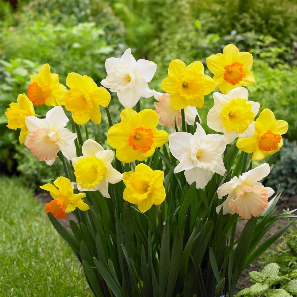 Daffodil (Narcissus) Trumpet Mix - Longfield Gardens