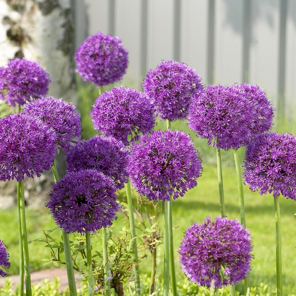 Allium Purple Sensation - Longfield Gardens