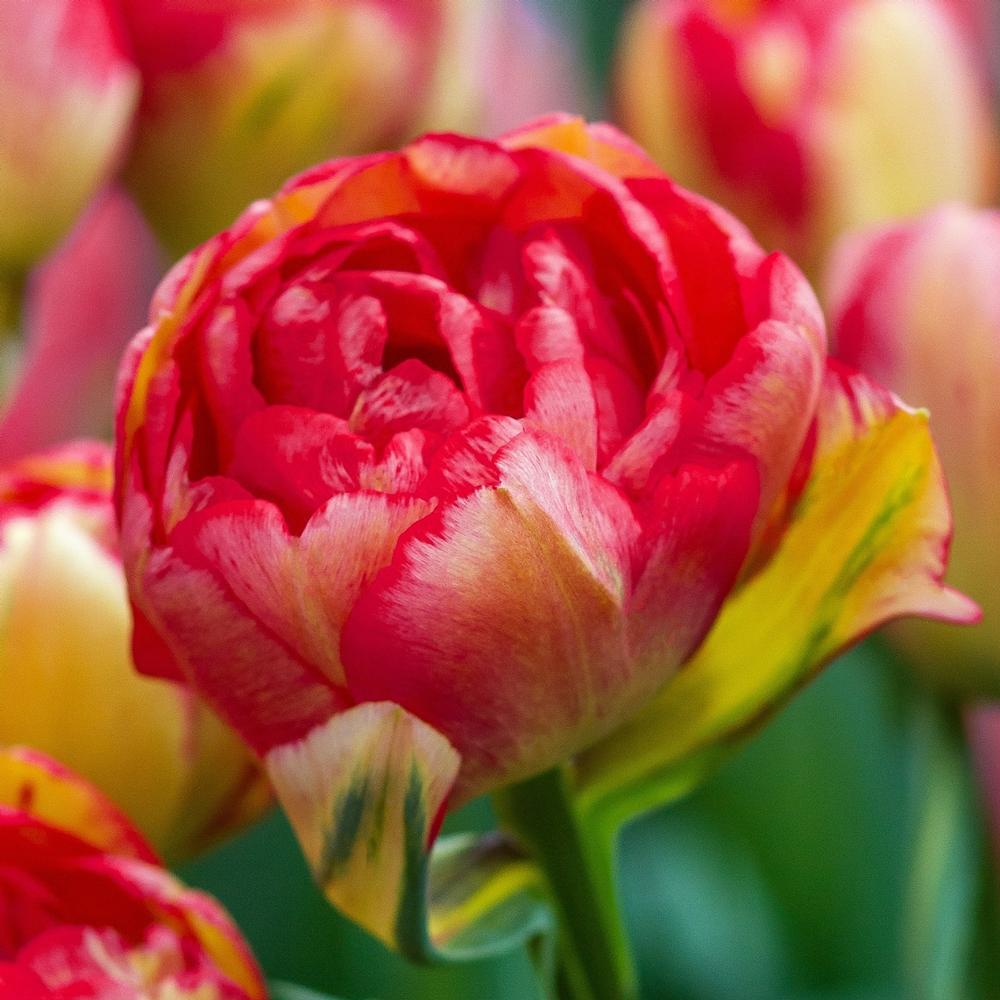 Tulip Sundowner - Longfield Gardens