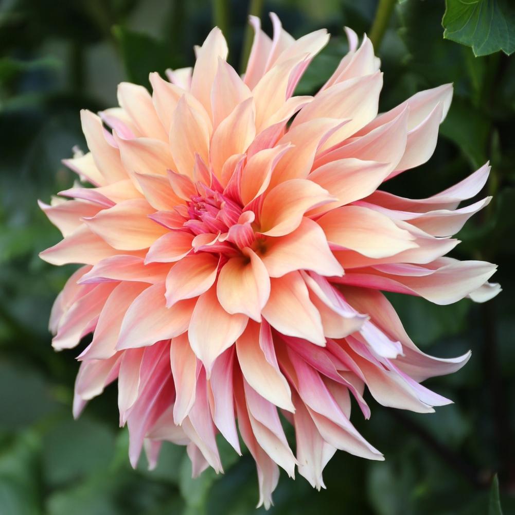 Dahlia Labyrinth - Longfield Gardens