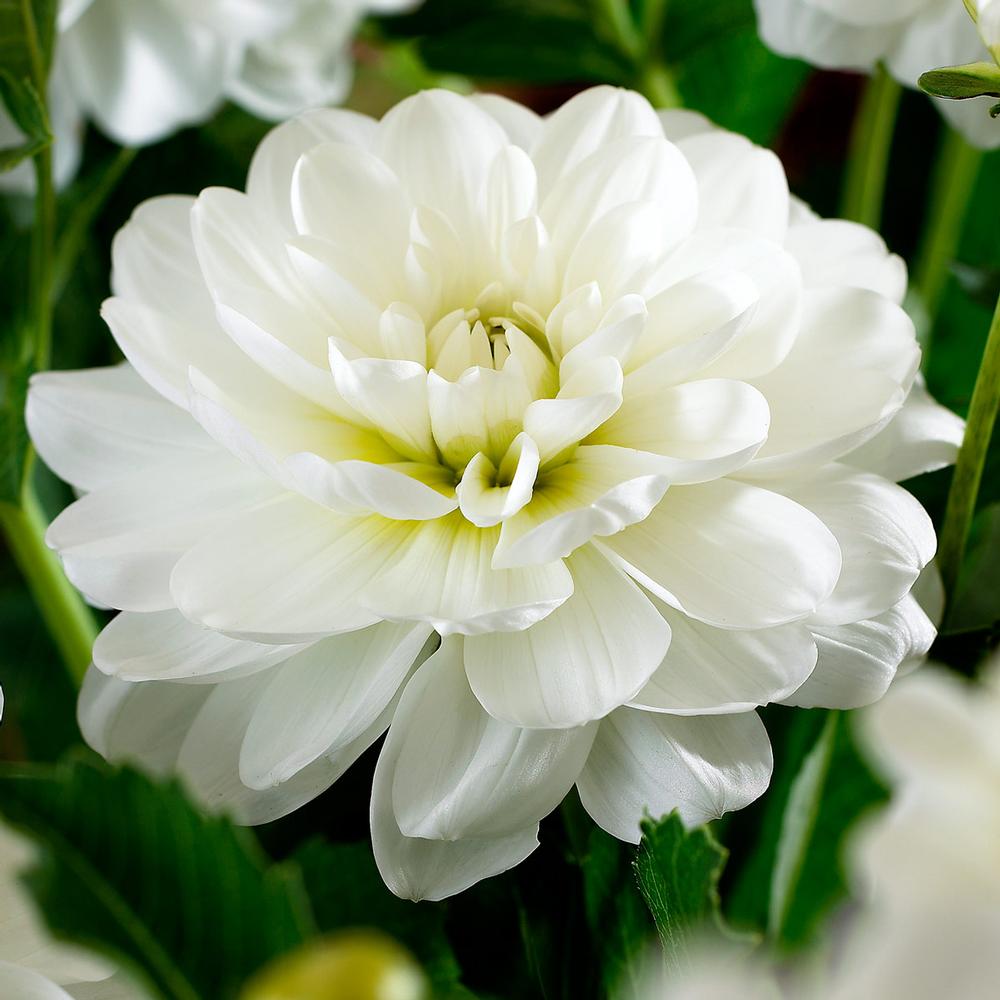 Dahlia White Onesta - Longfield Gardens