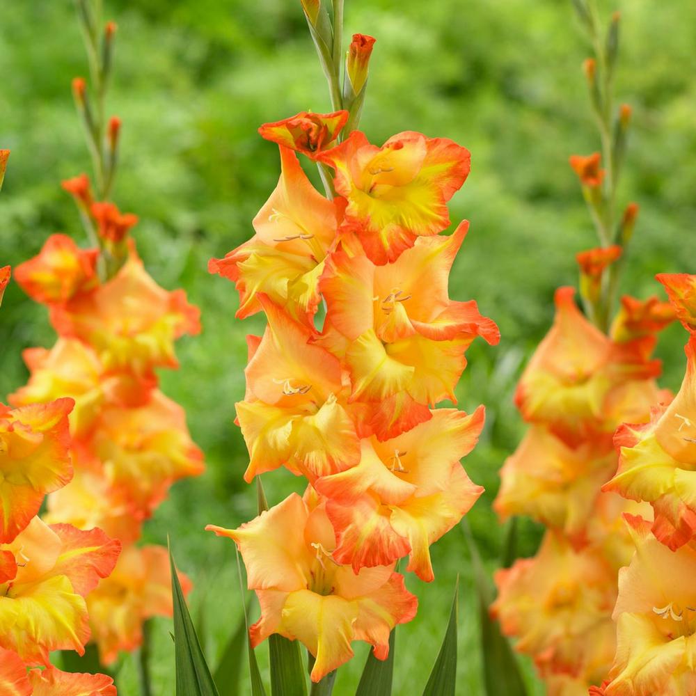 Gladiolus Sunshine - Longfield Gardens