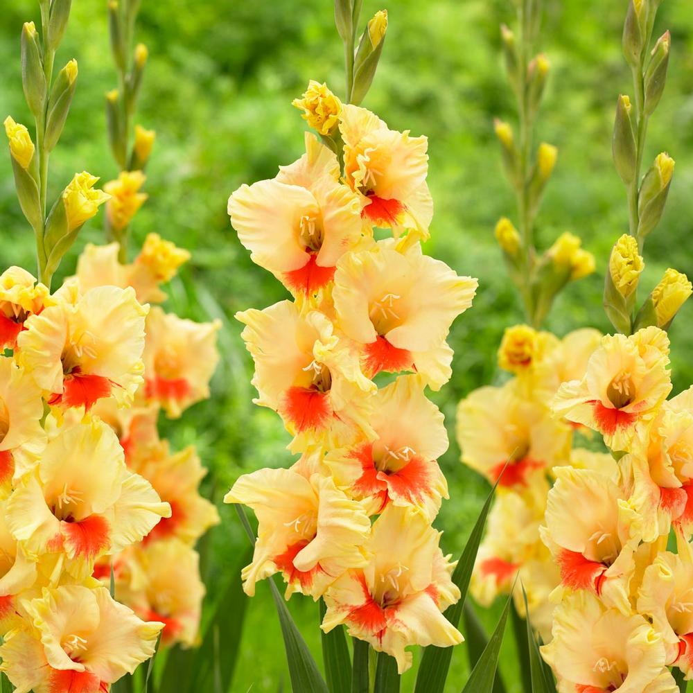 Gladiolus Safari - Longfield Gardens