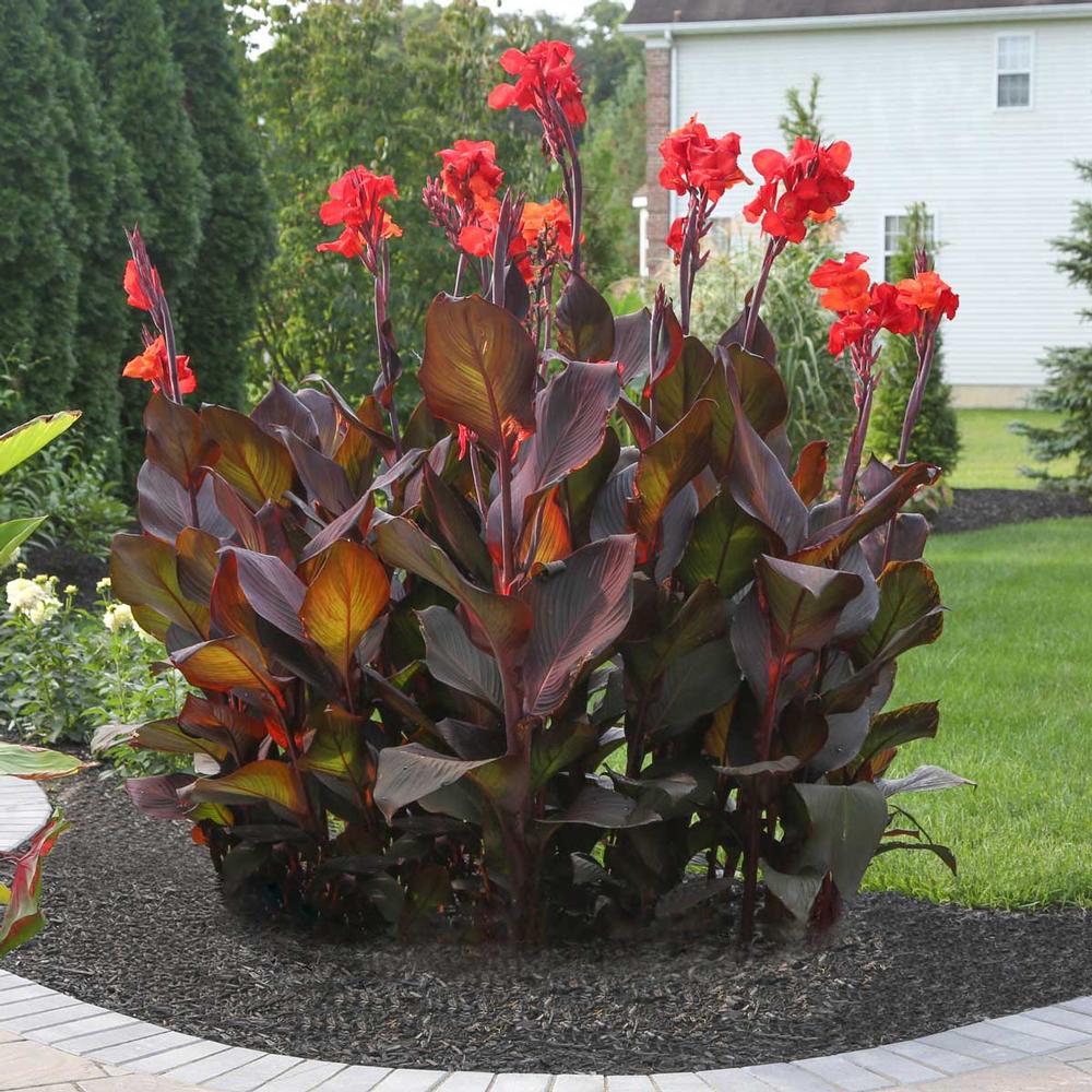 Canna Tropicanna Black - Longfield Gardens