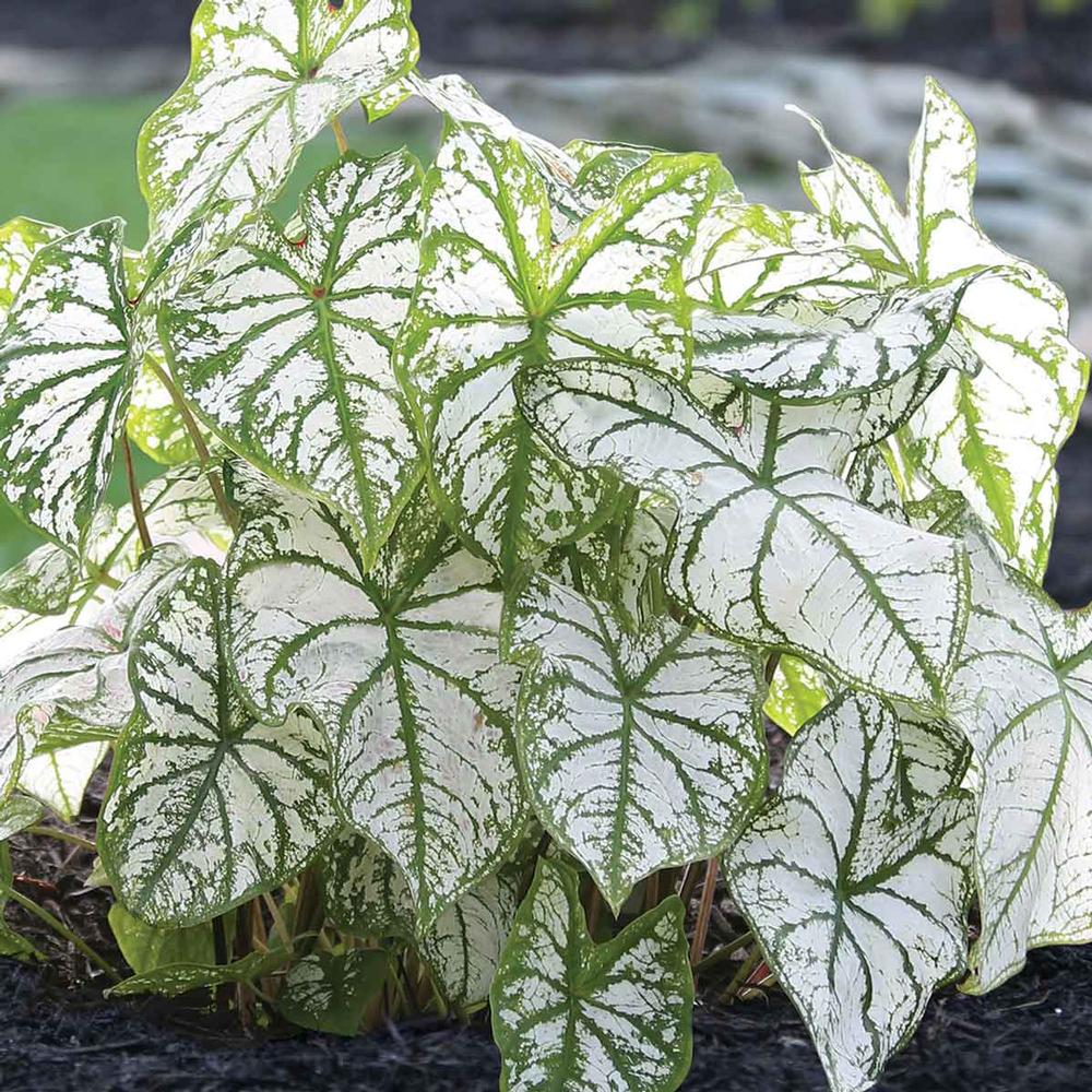 Caladium White Christmas - Longfield Gardens