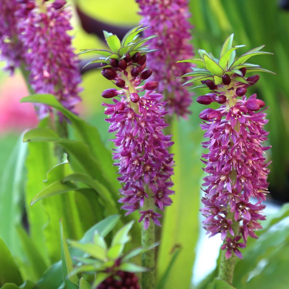 Eucomis Leia - Longfield Gardens