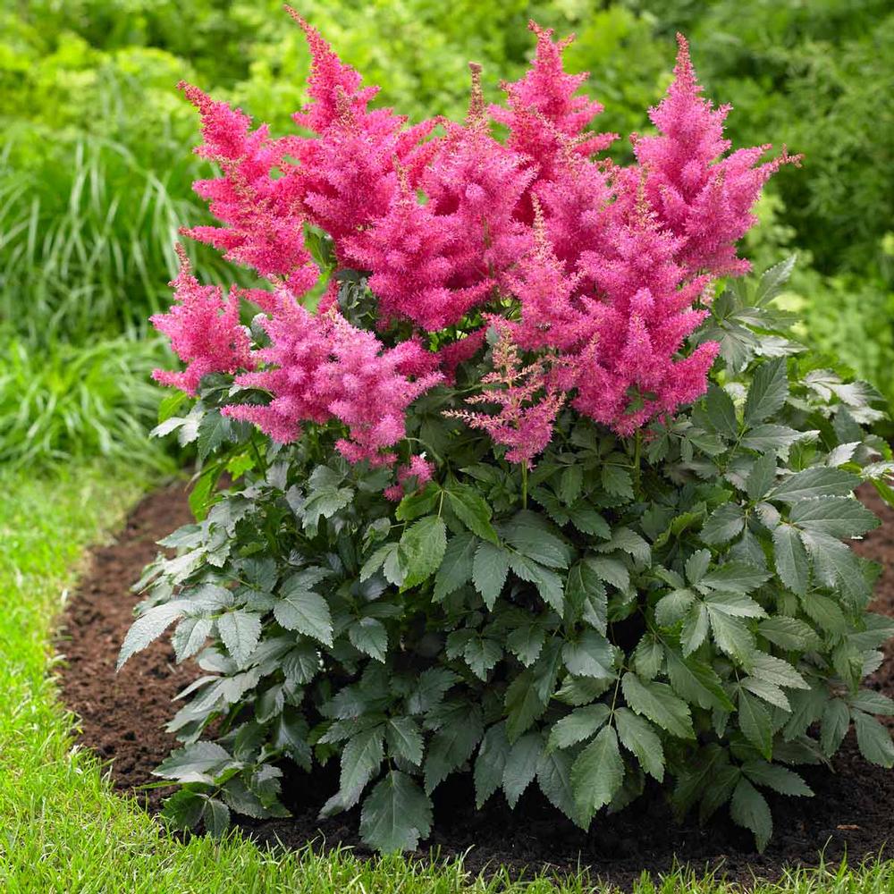 Astilbe Drum and Bass - Longfield Gardens