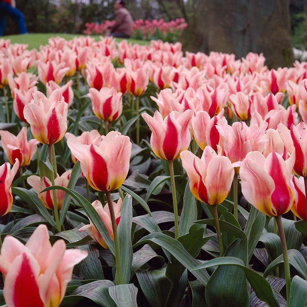 Tulip Gregii Mary Ann - Longfield Gardens