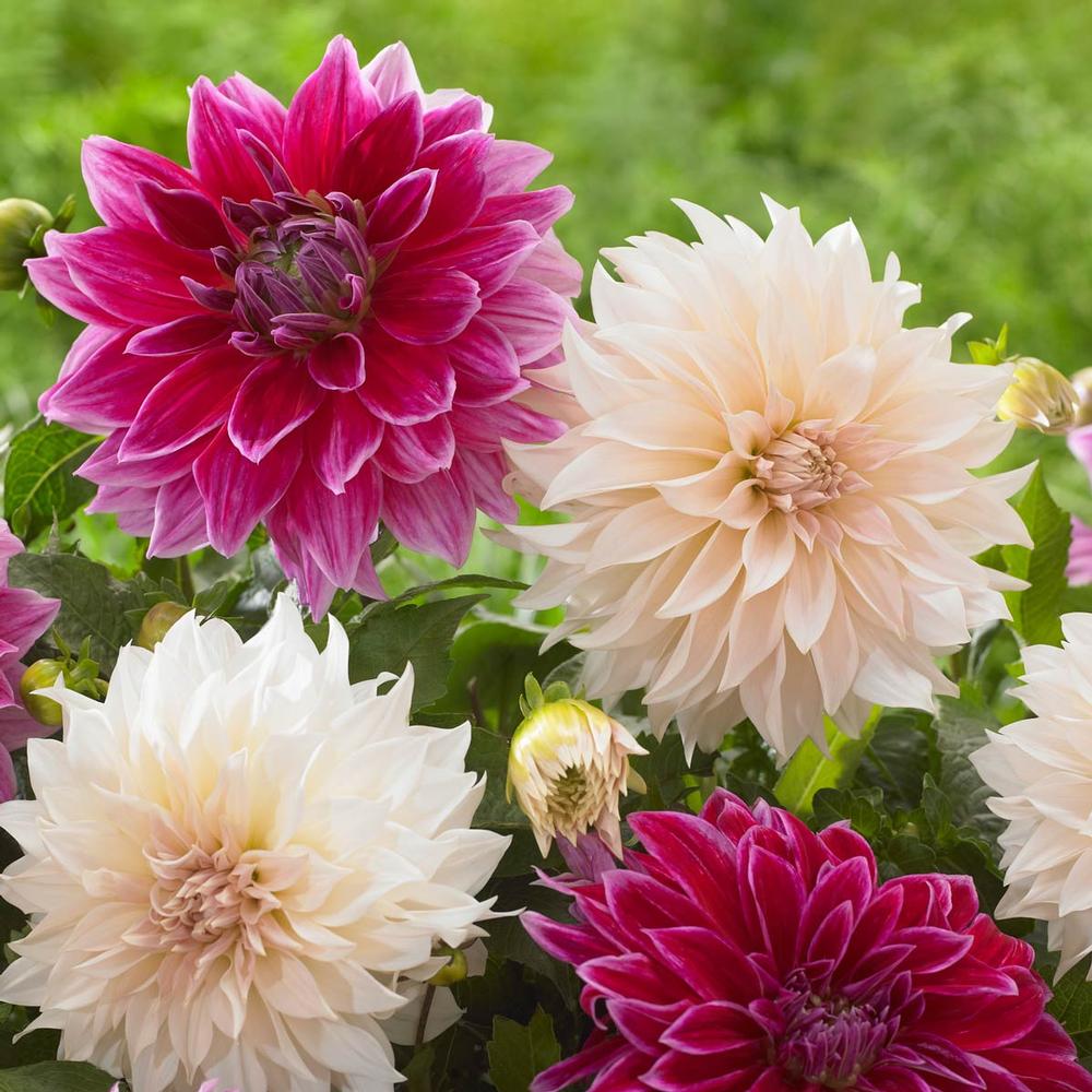 Dahlia Cafe Au Lait/Mero Star - Longfield Gardens