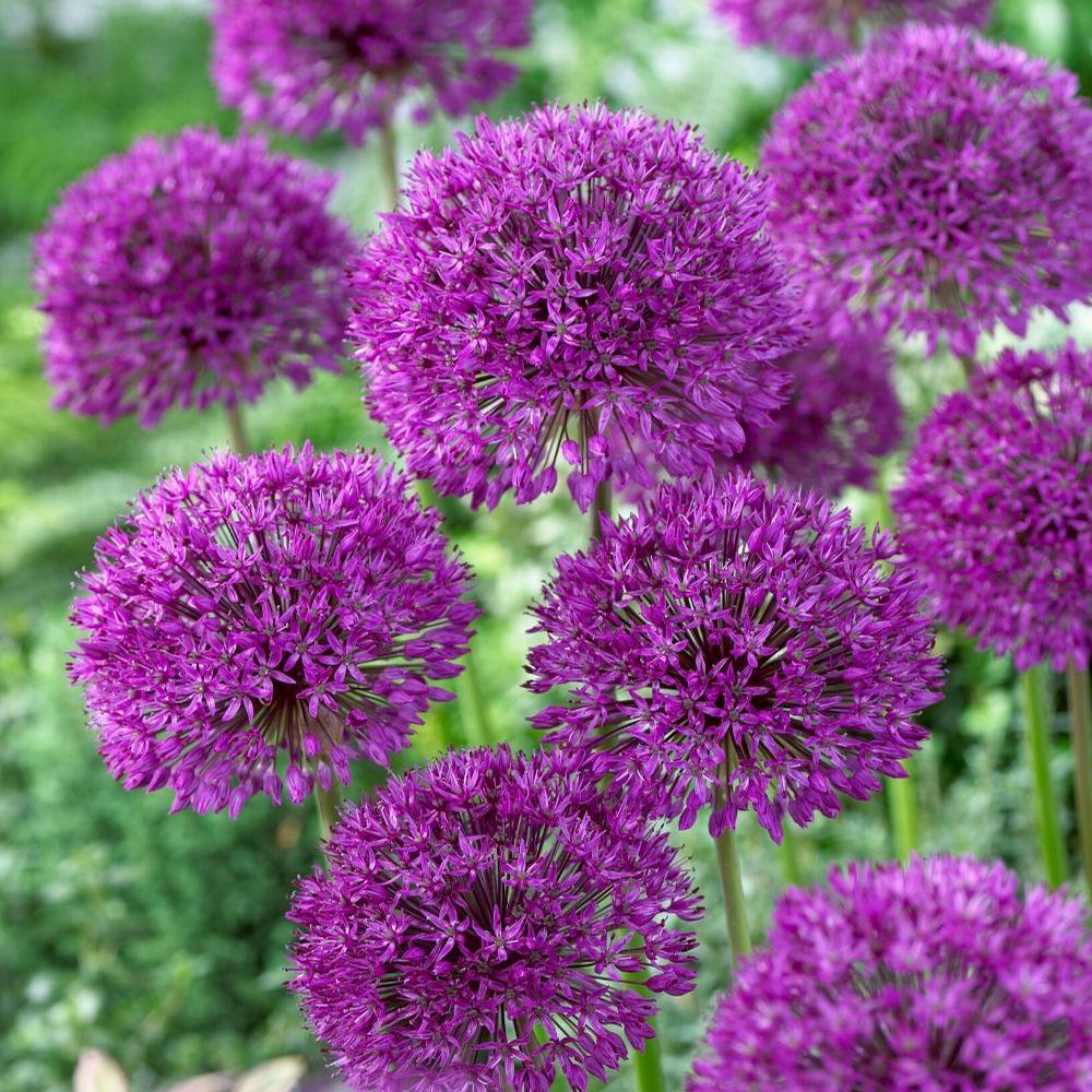 Allium Purple Sensation - Longfield Gardens