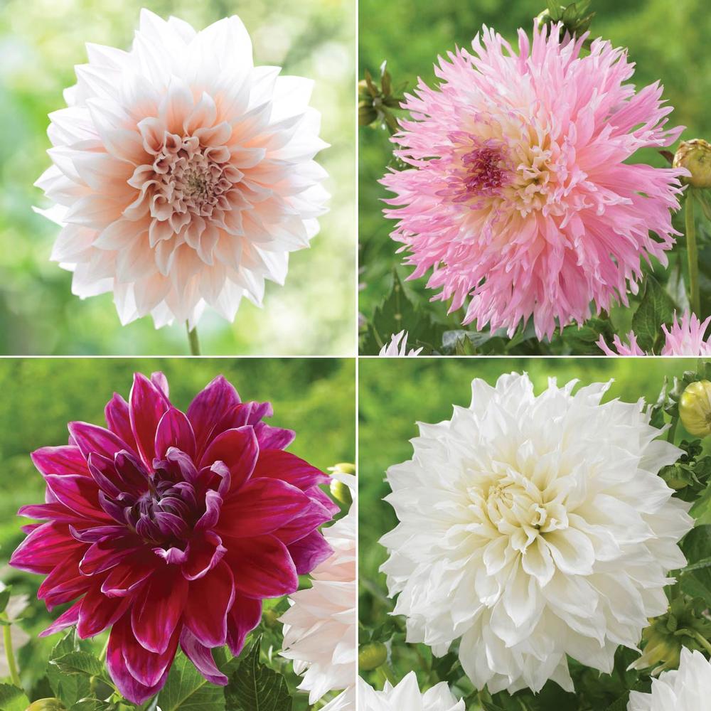 Dahlia. Pink/White Dinnerplate Collection - Longfield Gardens