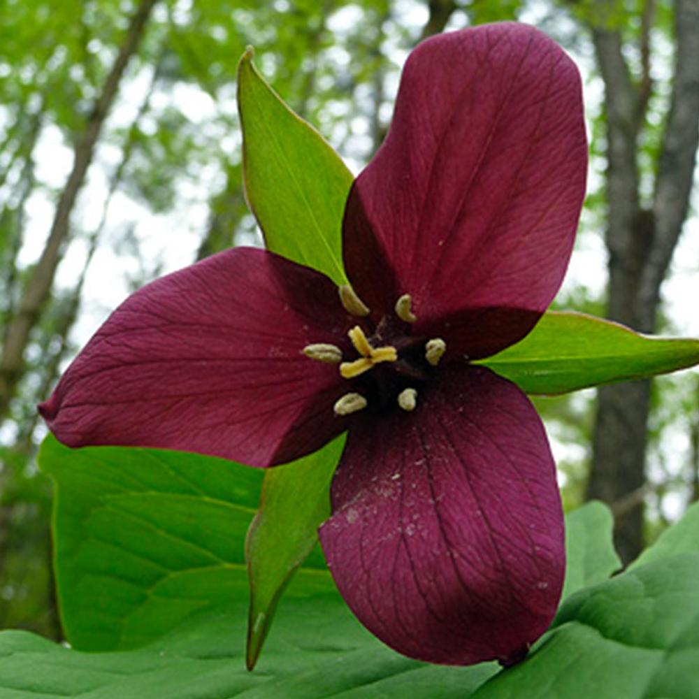 Trillium Erectum Red - Longfield Gardens