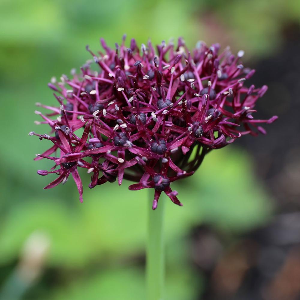 Allium Atropurpureum - Longfield Gardens