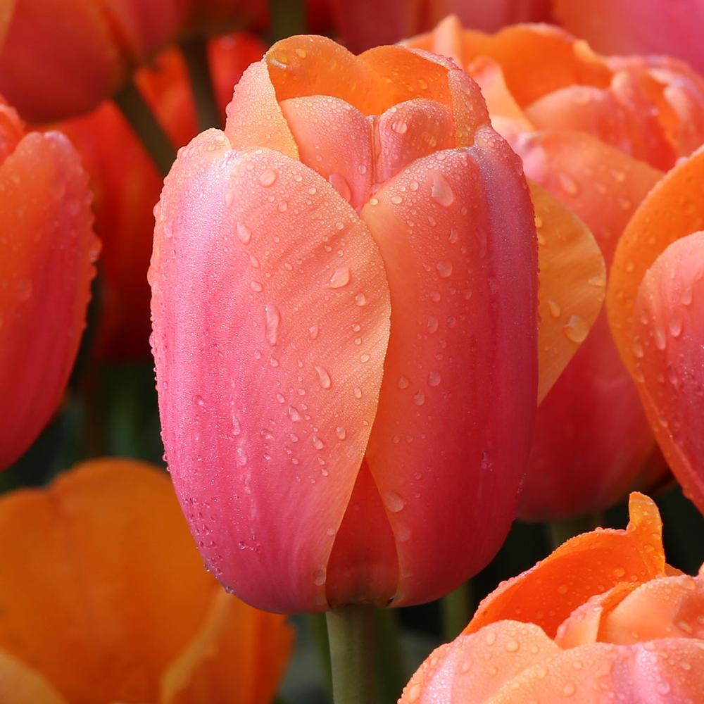 Tulip Apricot Impression - Longfield Gardens