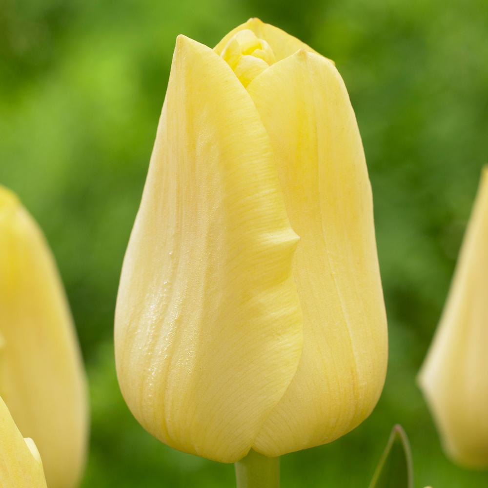 Tulip Triumph Yellow King - Longfield Gardens