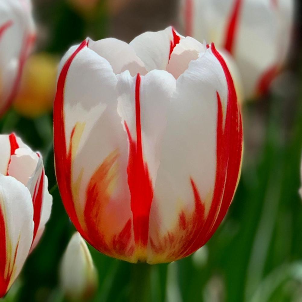 Tulip Happy Generation - Longfield Gardens