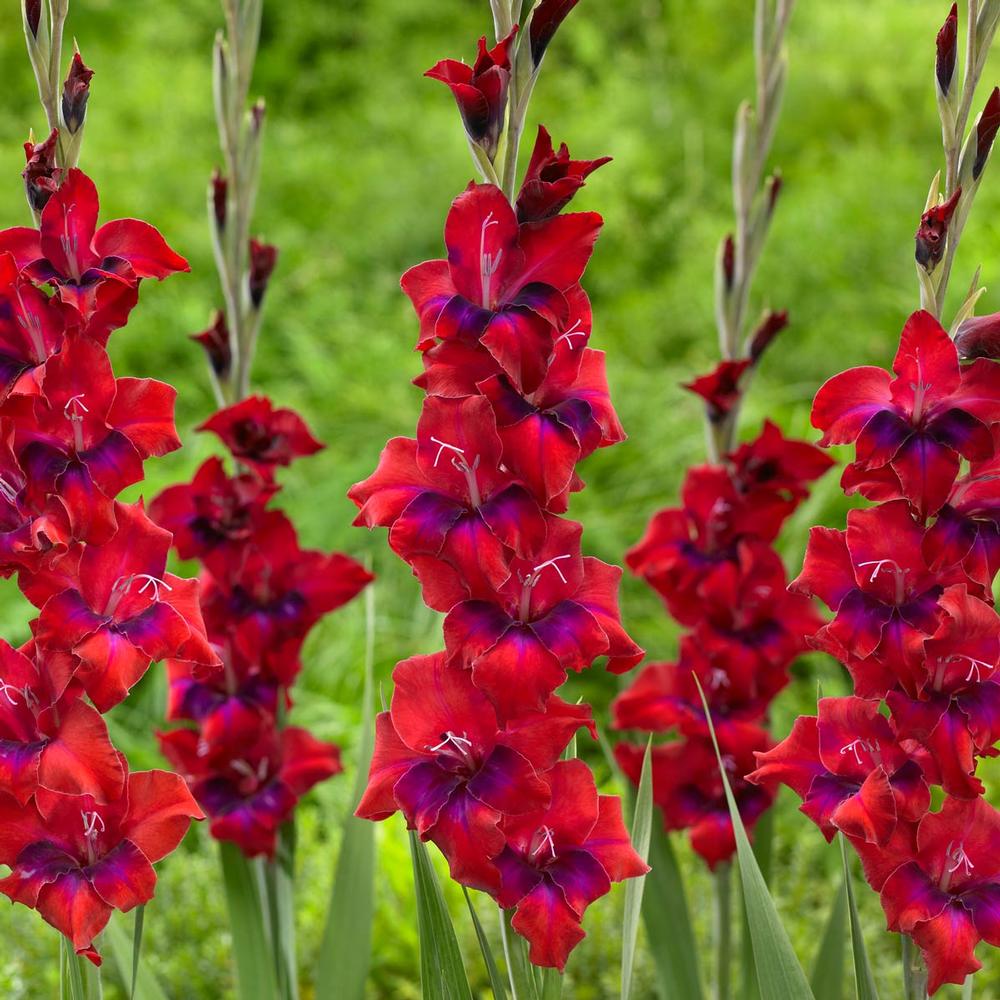 Gladiolus Tricolore - Longfield Gardens