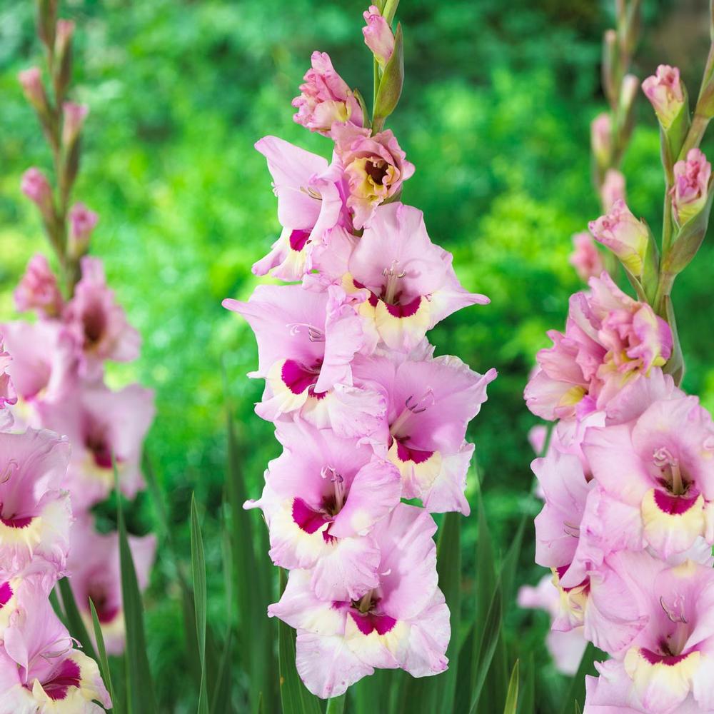 Gladiolus Zamora - Longfield Gardens