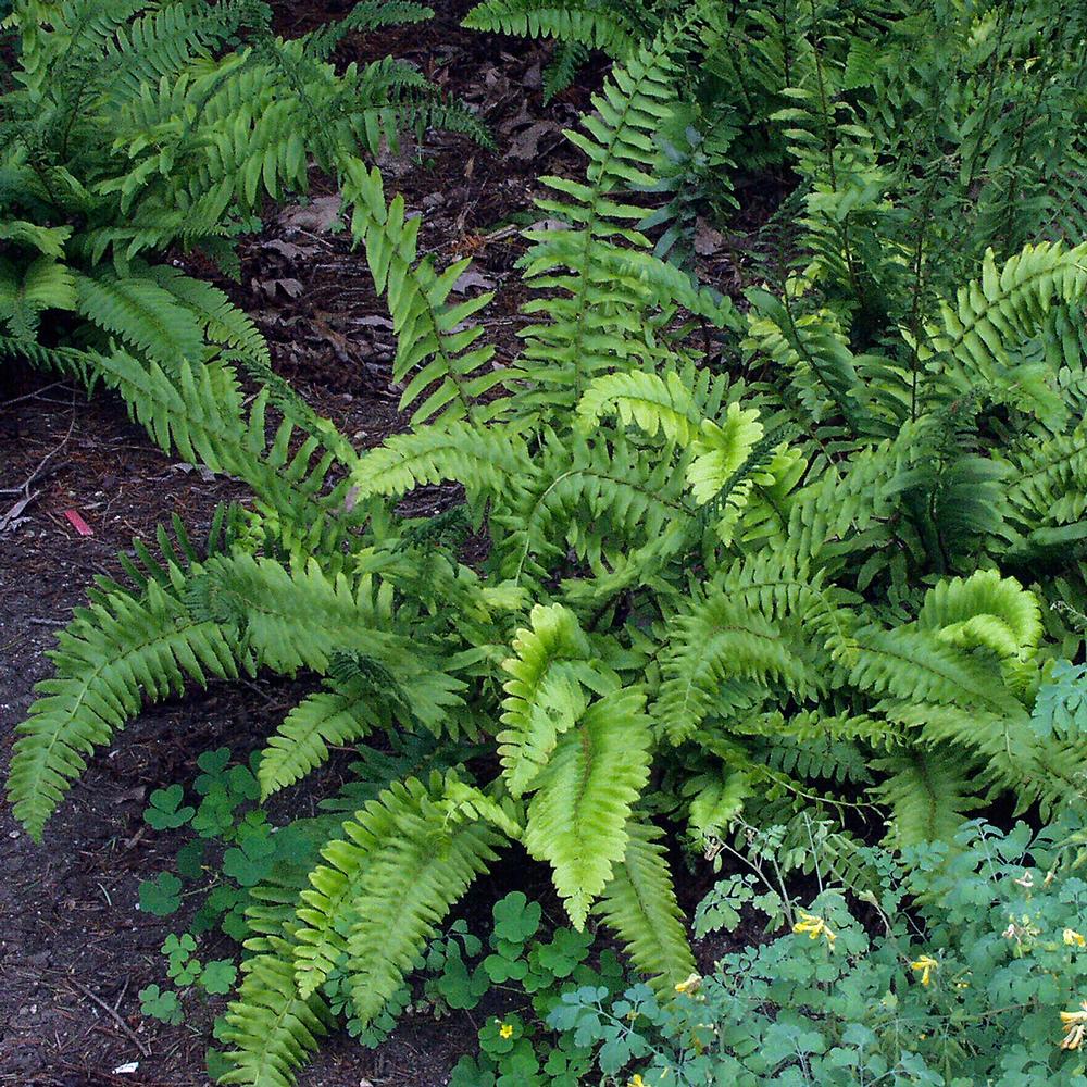 Fern Christmas - Longfield Gardens