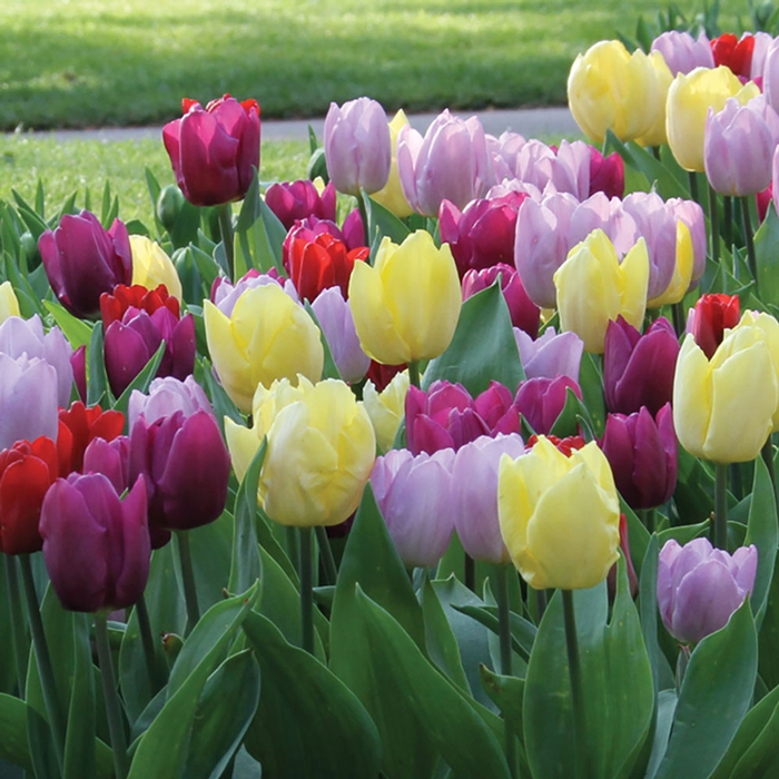 Tulip Prince Mix - Longfield Gardens