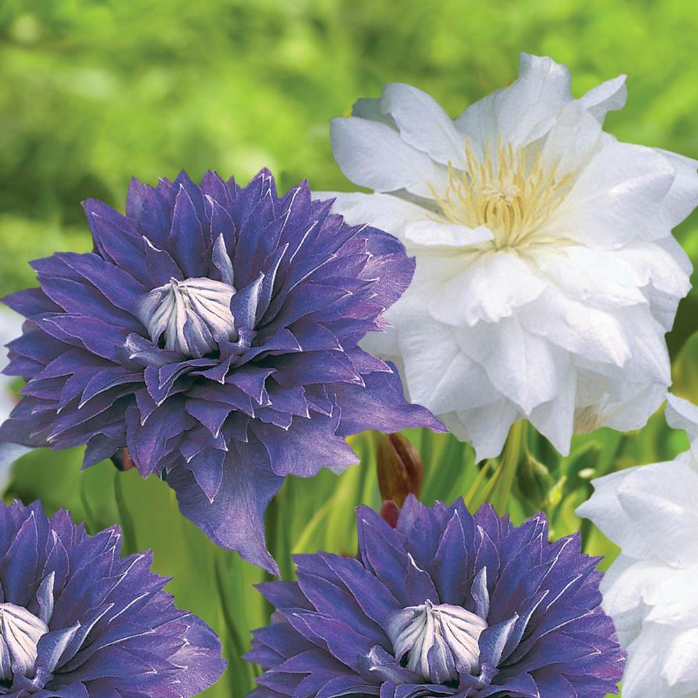 Clematis Multi-Blue/Duchess of Edinburgh - Longfield Gardens