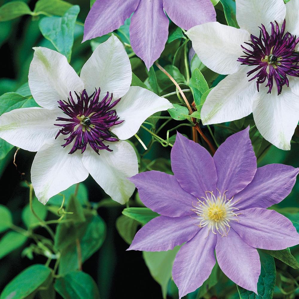 Clematis Florida Sieboldii/Ramona - Longfield Gardens