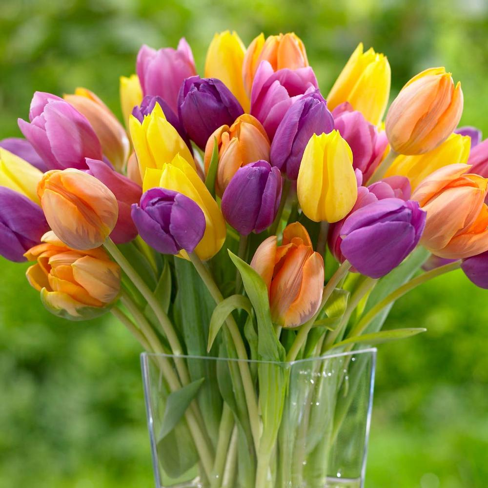 Tulip Bright Mix - Longfield Gardens