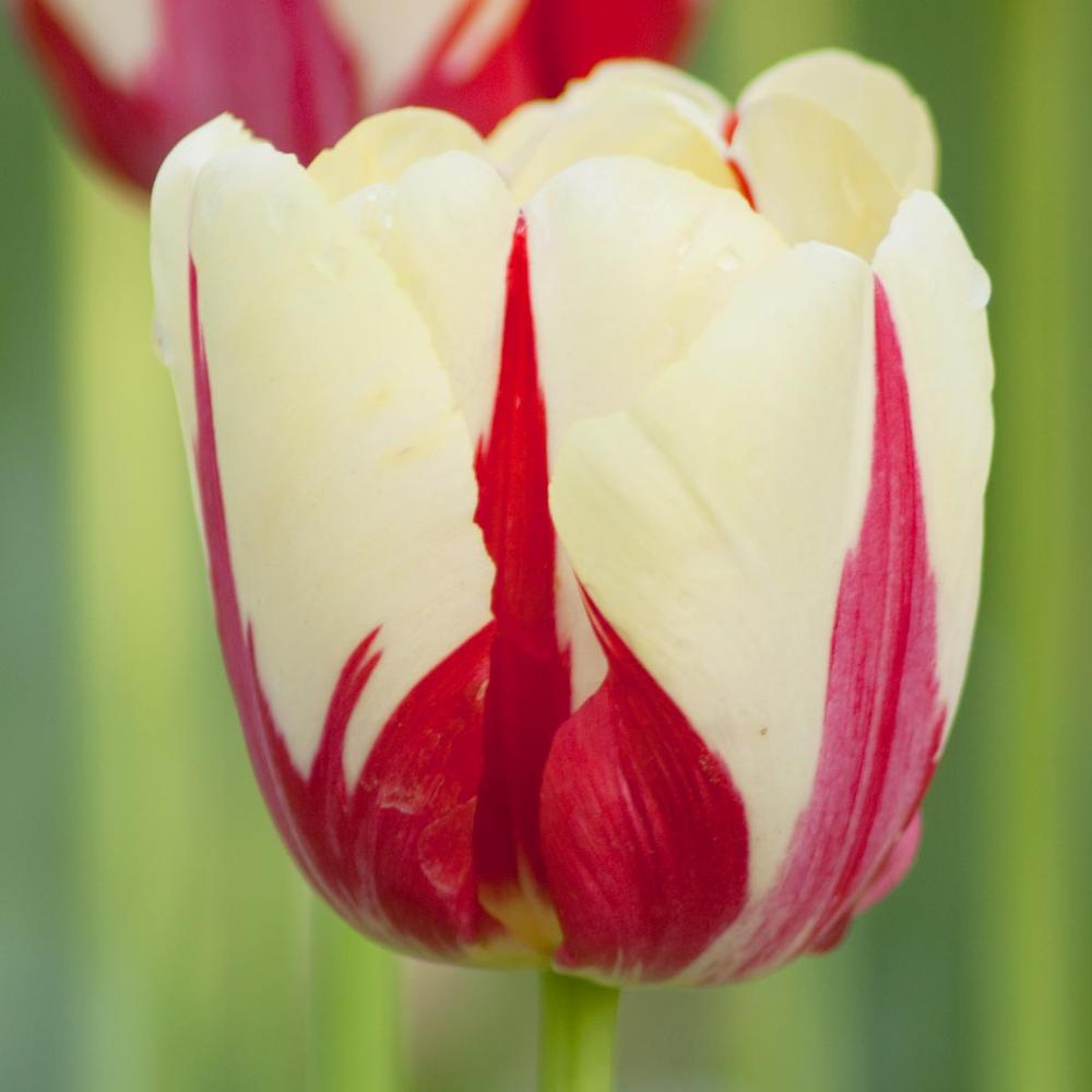 Tulip World Expression - Longfield Gardens