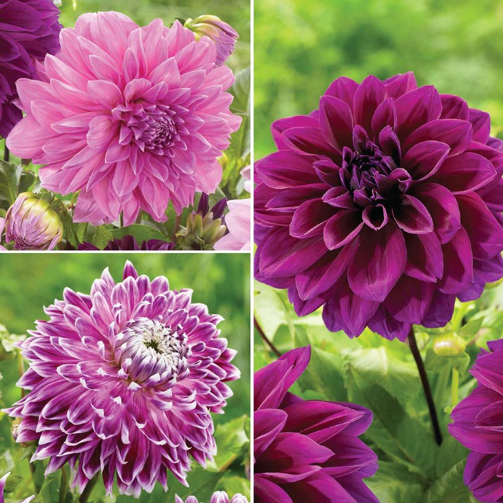 Dahlia Purple Dinnerplate Collection - Longfield Gardens