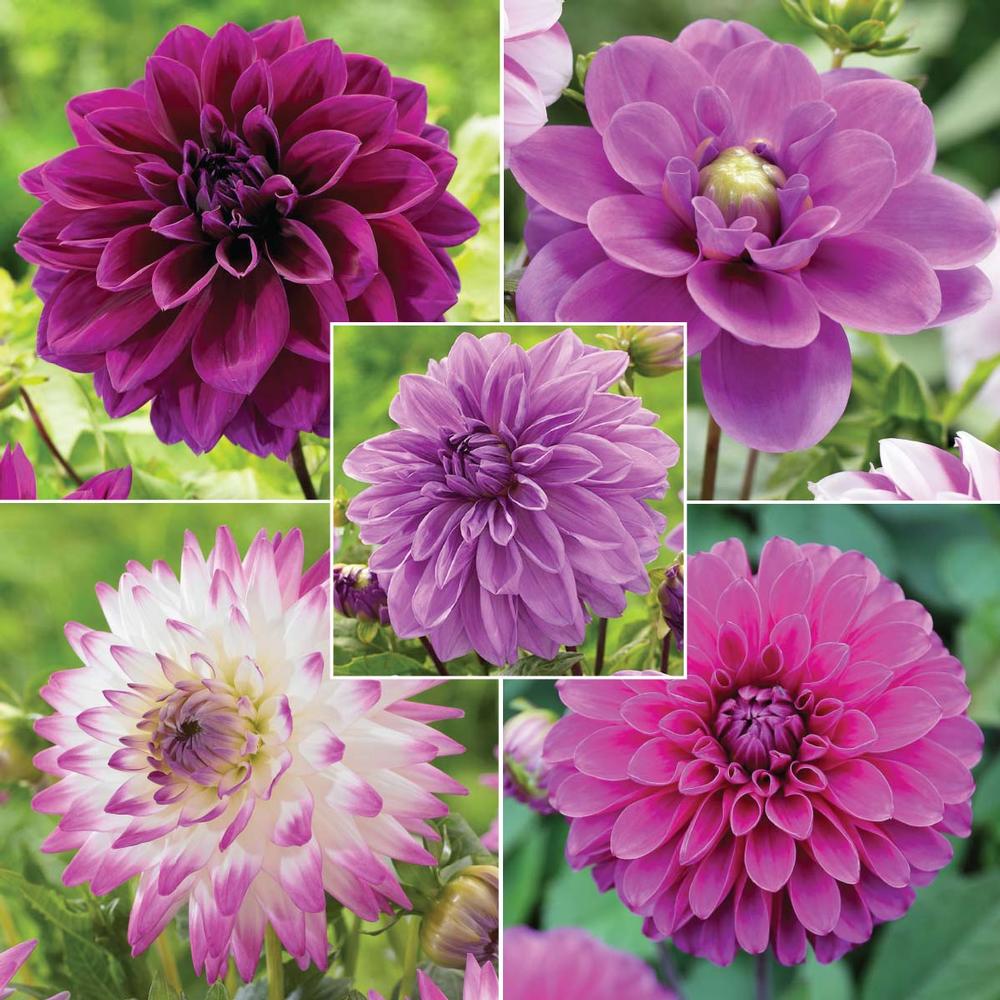 Dahlia Purple Dahlia Collection - Longfield Gardens