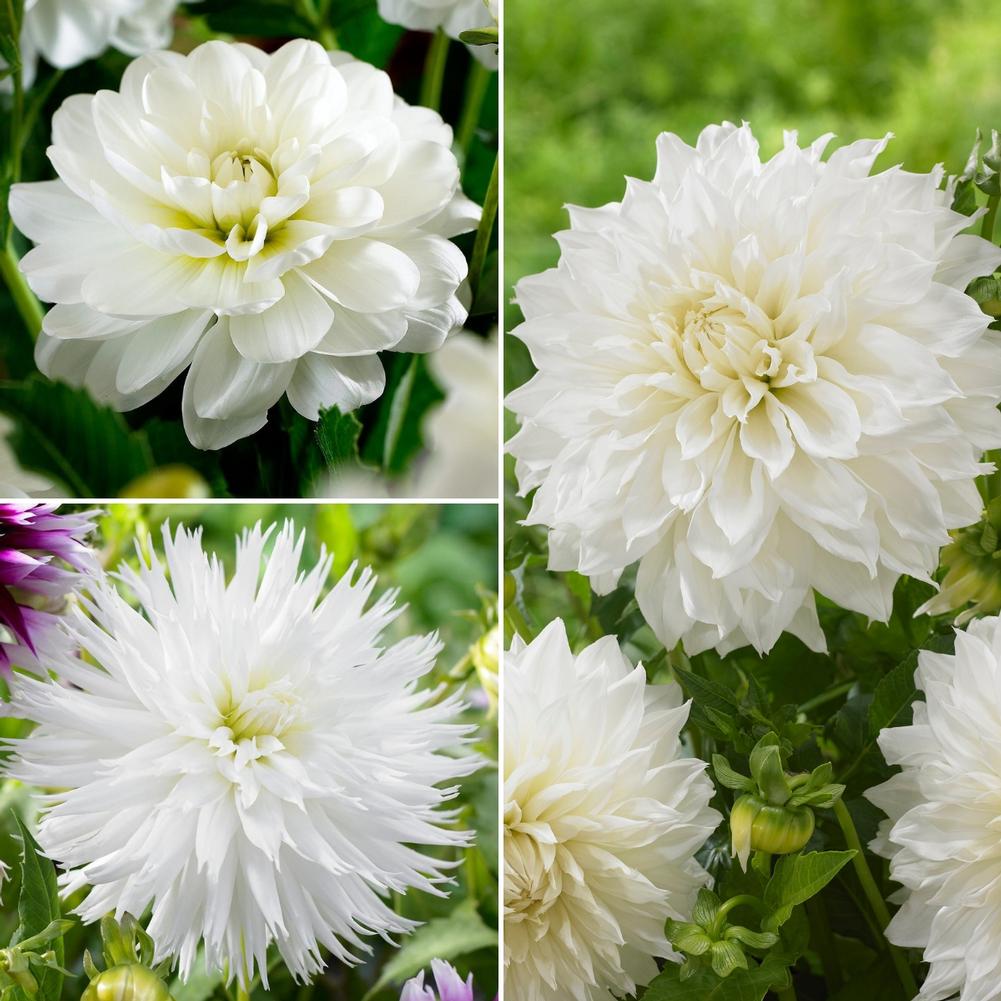 Dahlia White Dahlia Collection - Longfield Gardens