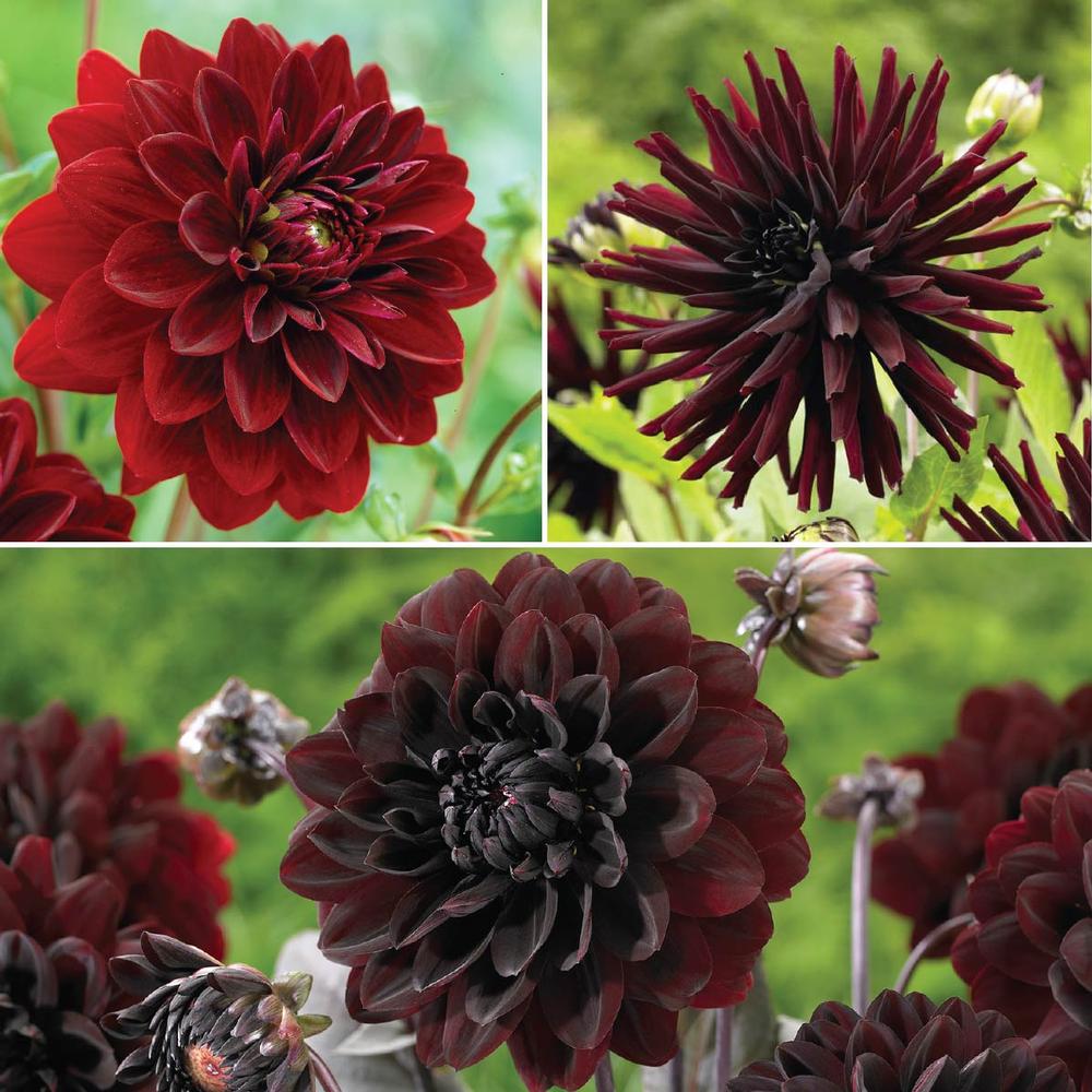 Dahlia Burgundy Collection - Longfield Gardens