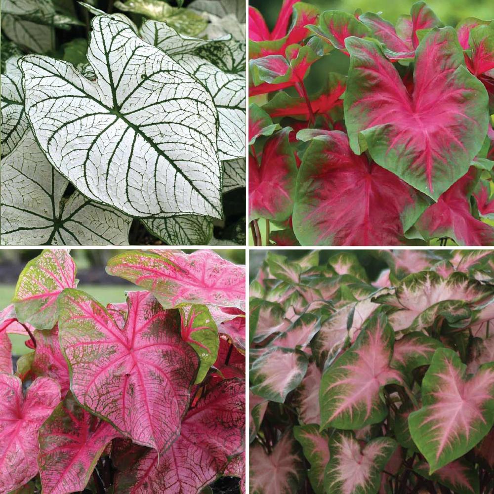 Caladium Collection for Sun - Longfield Gardens