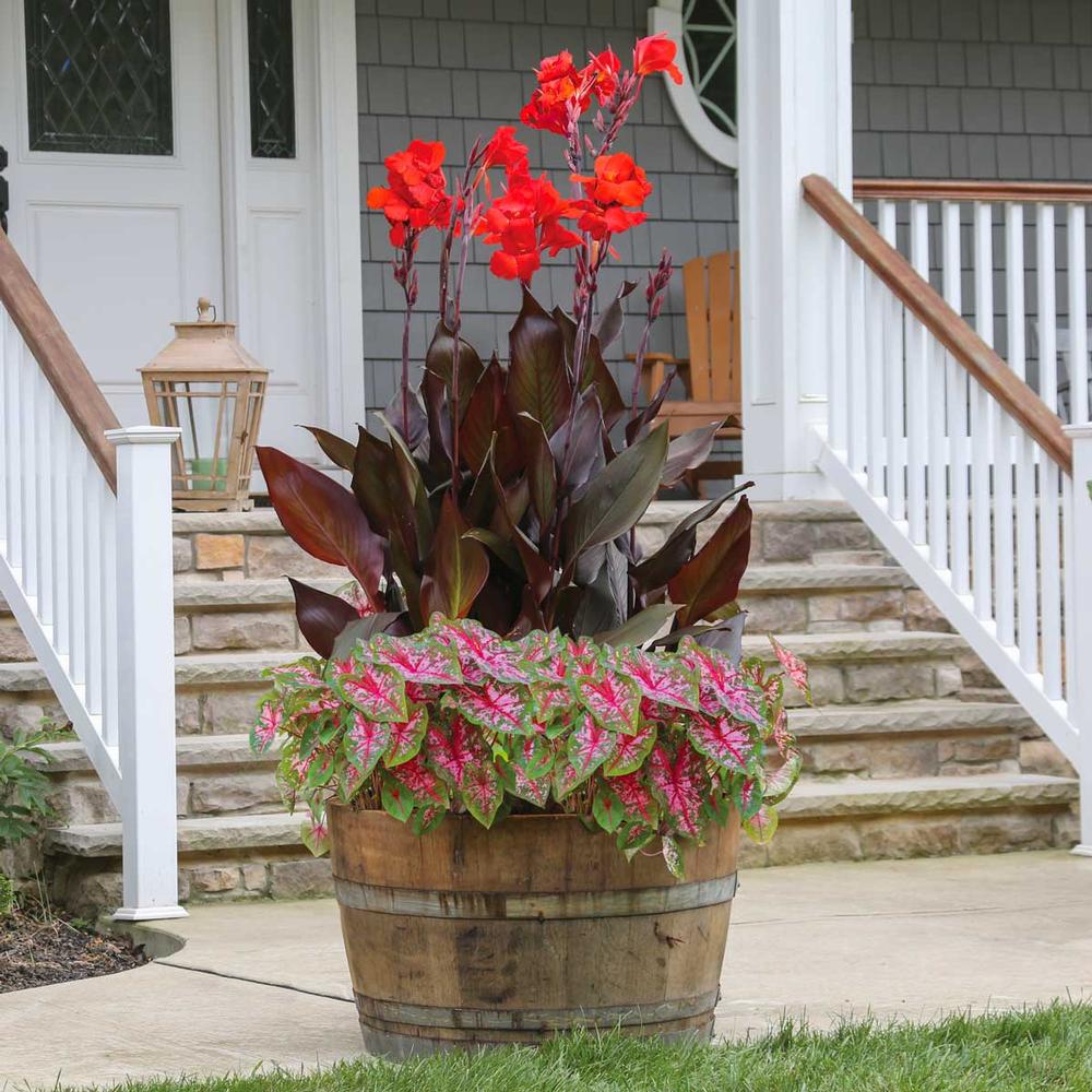 Container Collection Canna and Caladium - Longfield Gardens