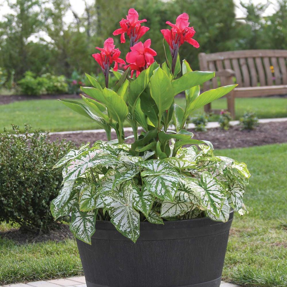 Container Collection Caladium and Canna - Longfield Gardens