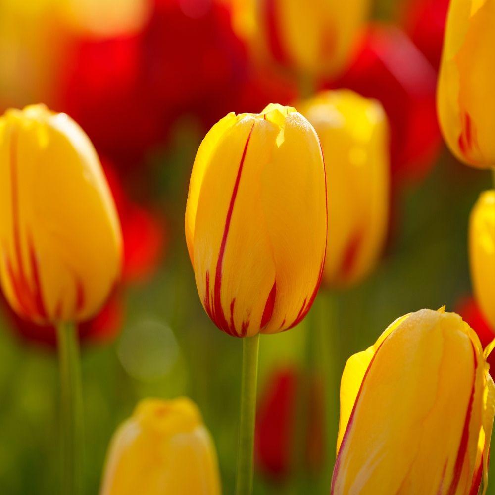 Tulip La Courtine - Longfield Gardens