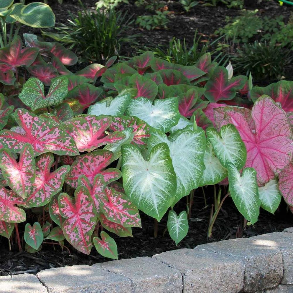 Caladium Assorted Landscape Size - Longfield Gardens