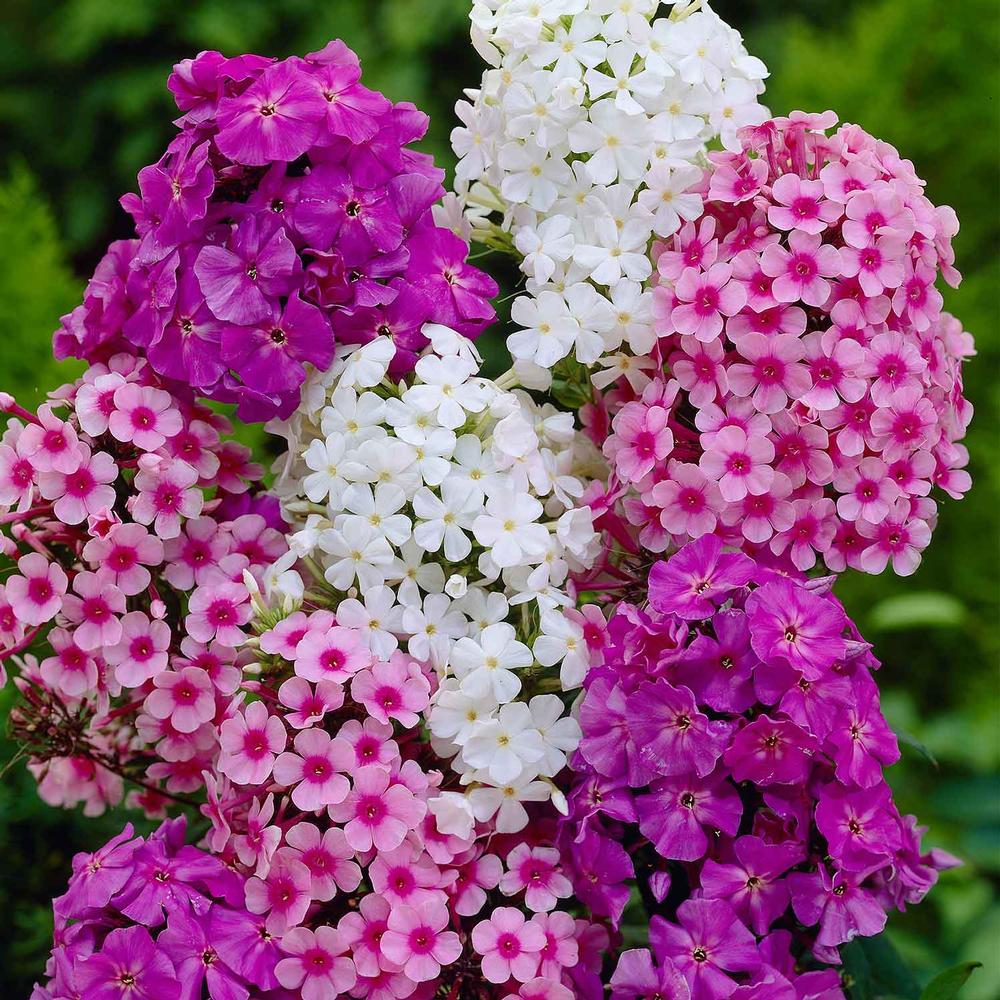 Phlox Paniculata Assorted Landscape Size - Longfield Gardens