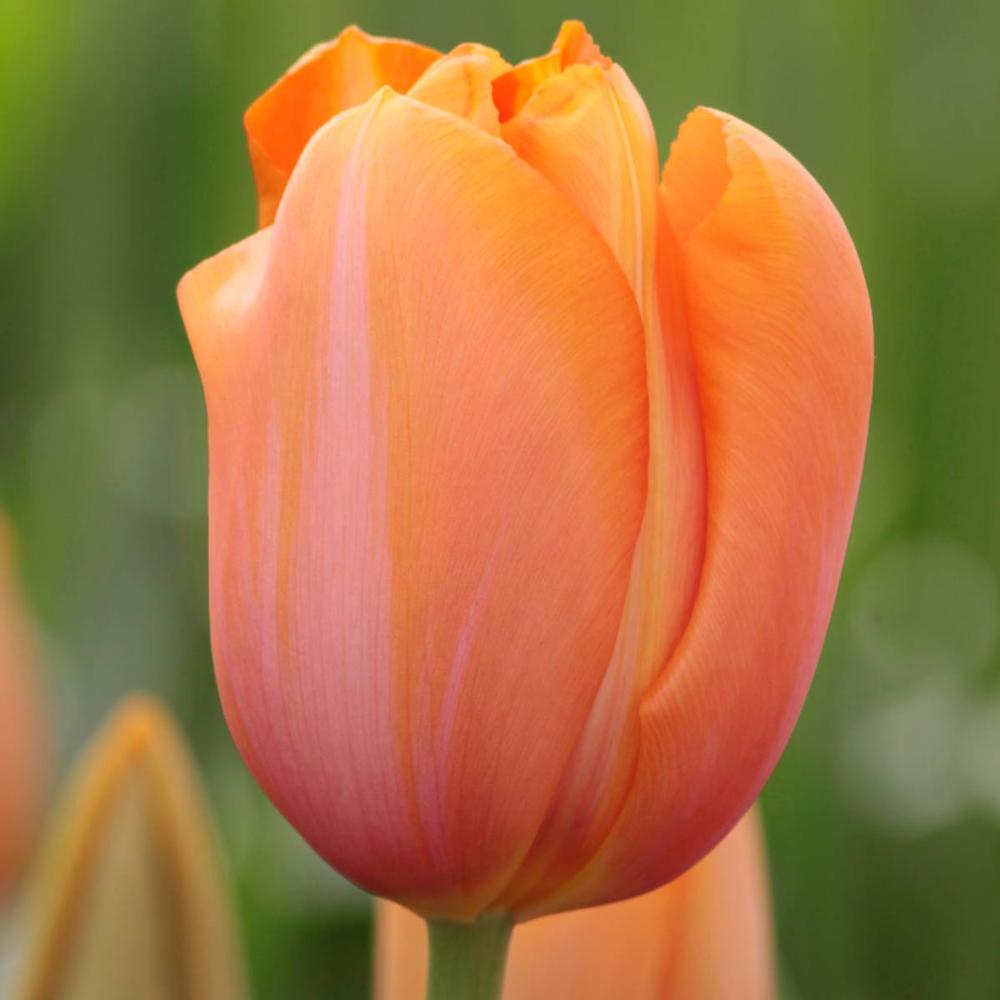 Tulip Dordogne - Longfield Gardens