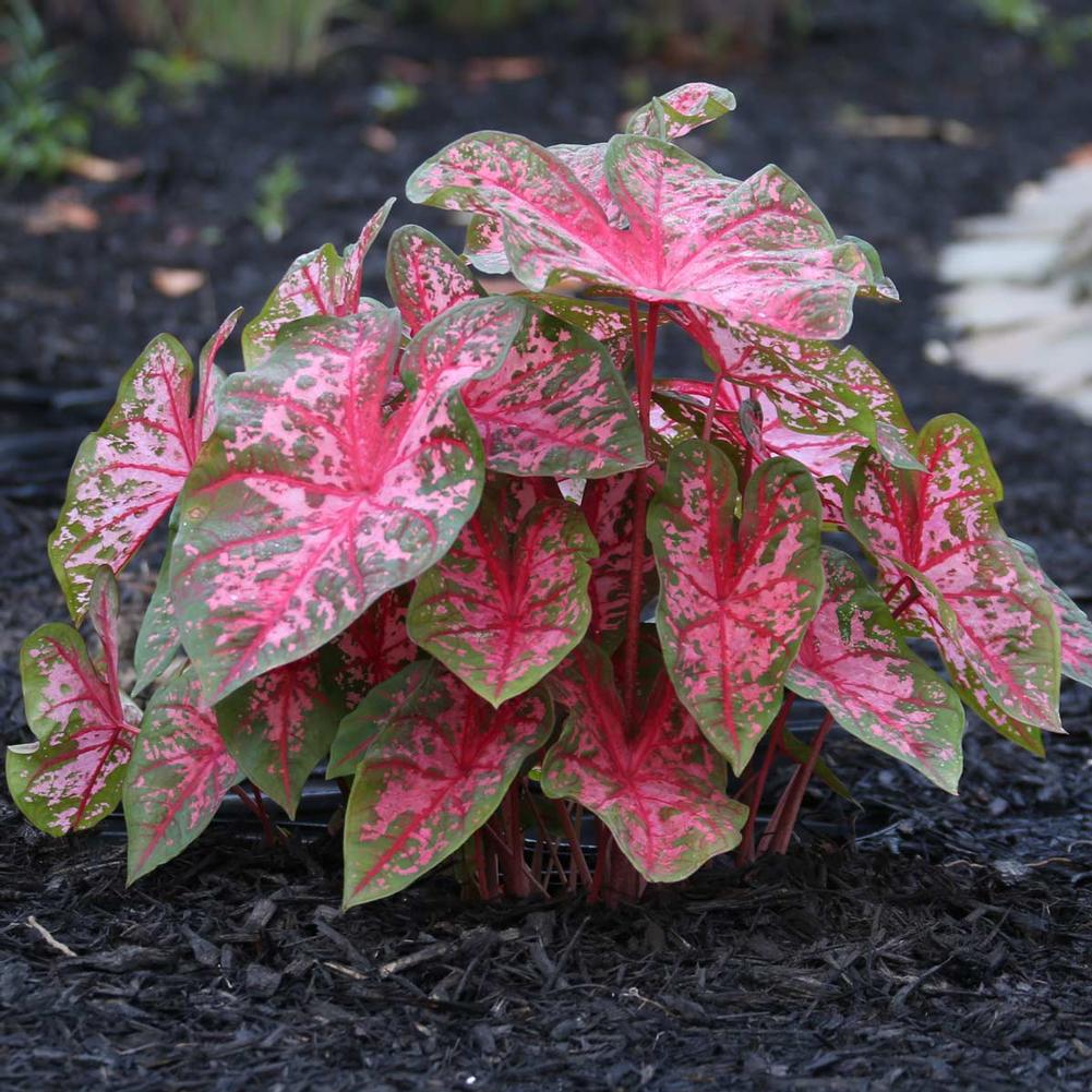 Caladium Carolyn Whorton Landscape Size - Longfield Gardens