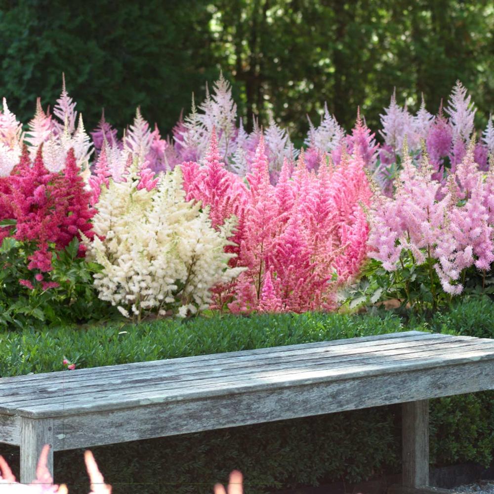 Astilbe Assorted Landscape Size - Longfield Gardens