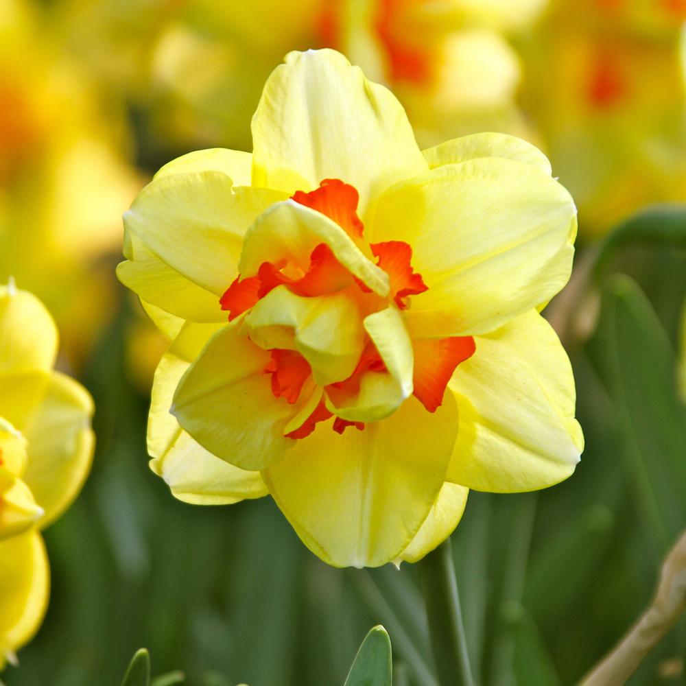 Daffodil (Narcissus) Tahiti - Longfield Gardens