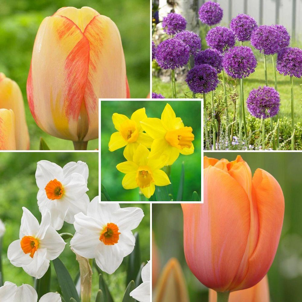 Heat Tolerant Daffodil Collection