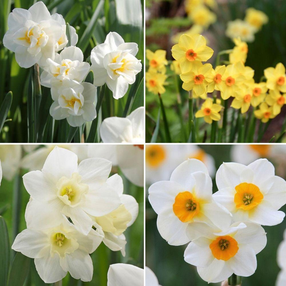 Heat Tolerant Daffodil Collection