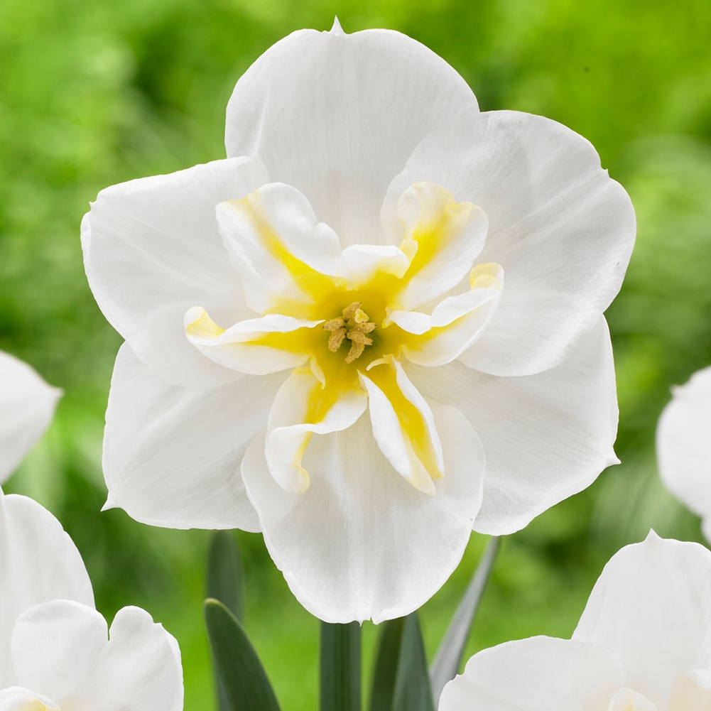 Daffodil (Narcissus) Lemon Beauty - Longfield Gardens