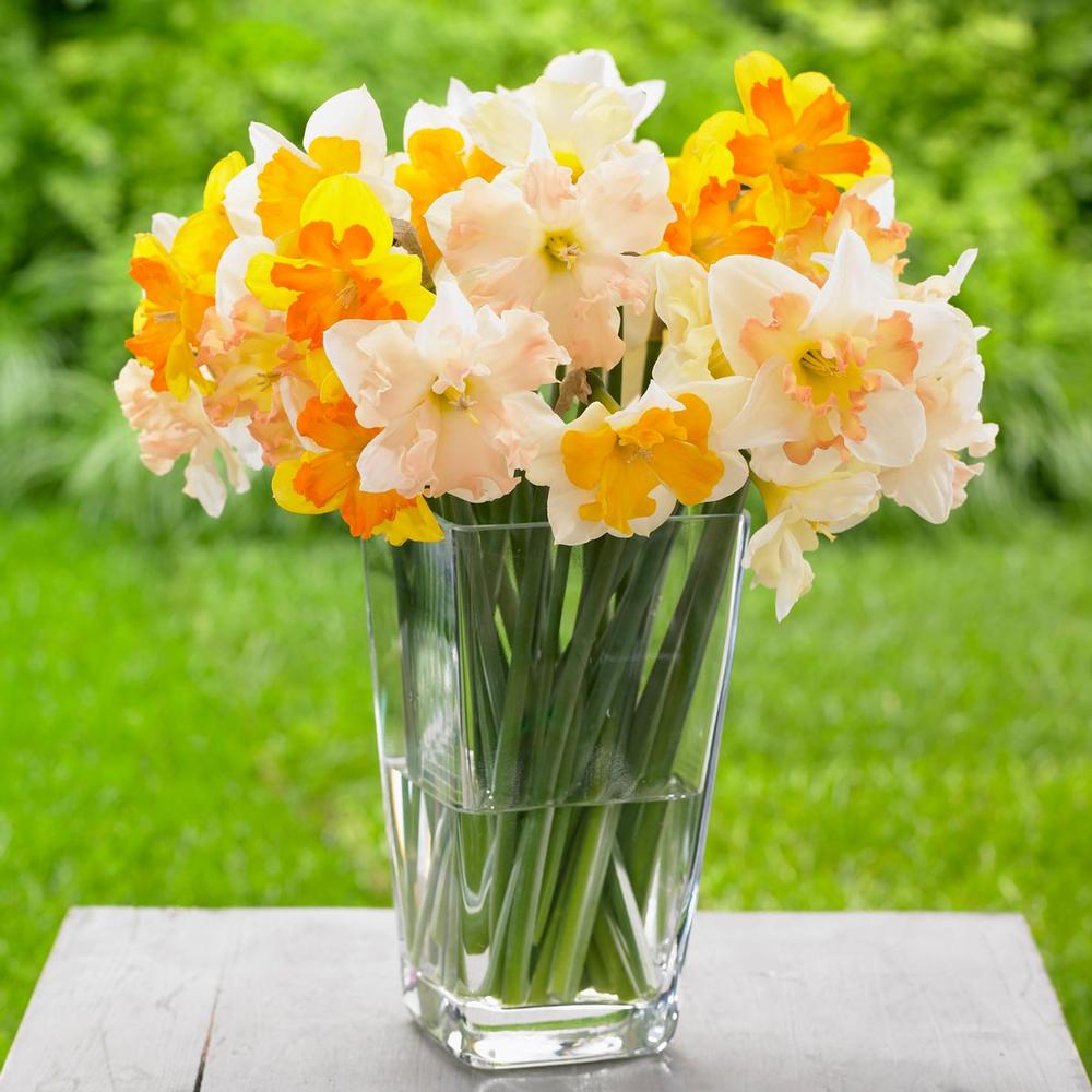 Daffodil (Narcissus) Split Corona Mix - Longfield Gardens