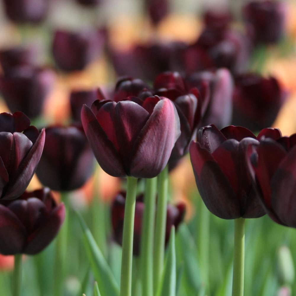 Tulip Queen of Night - Longfield Gardens