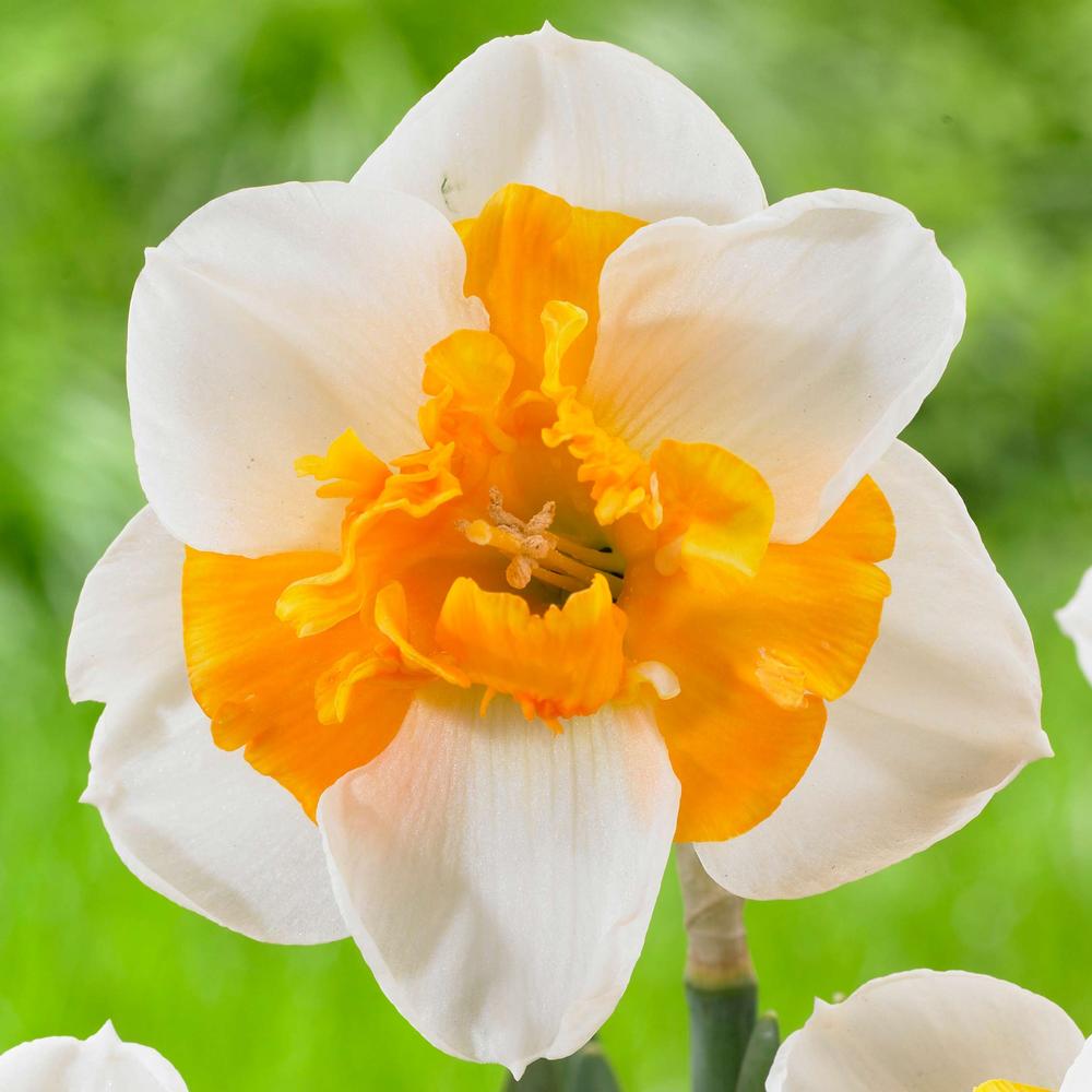 Daffodil (Narcissus) Love Call - Longfield Gardens