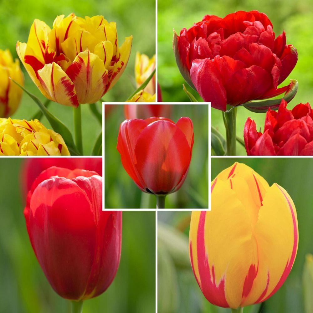 Tulip Red and Yellow Collection - Longfield Gardens